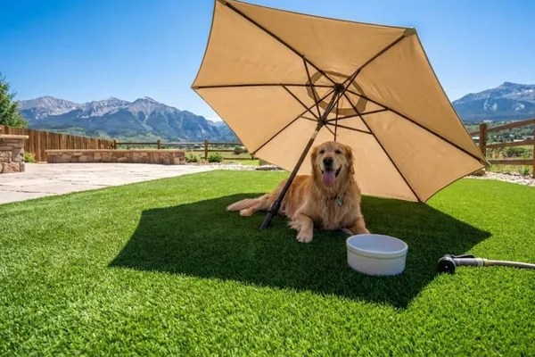 A dog under an umbrella on artificial grass