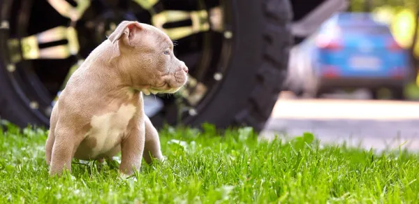 puppy on artificial turf lawn